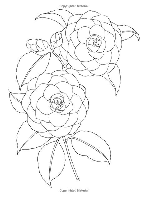 Plants Drawings, Roses Plants, Flowers Mandala, Mandala Ideas, Wild Tattoo, Flower Line Drawings, Flower Drawing Tutorials, Flower Drawings, Dover Publications