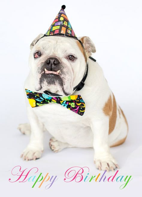 Happy birthday bulldog Bulldog Happy Birthday, Dog Birthday Wishes, Funny Happy Birthday Quotes, Funny Birthday Pictures, Funny Happy Birthday Wishes, Happy Birthday Dog, Happy Birthday Art, Happy Birthday Quotes Funny, Bulldog Funny