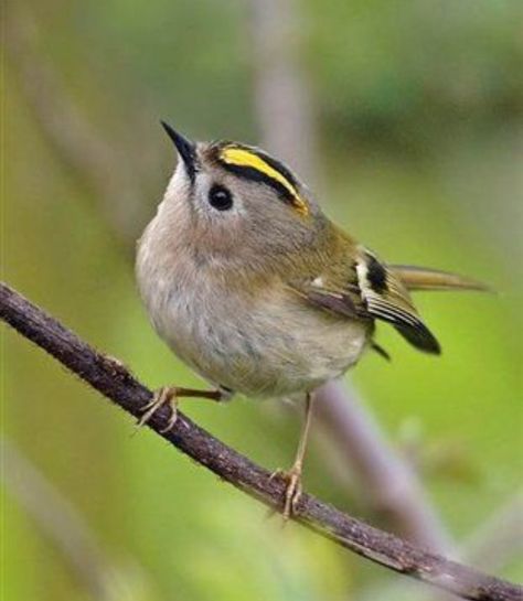 Tiny Gold Crest, UK Bird Sitting, British Garden, British Wildlife, Bird Watcher, Backyard Birds, Bird Pictures, Exotic Birds, Pretty Birds, Bird Photo