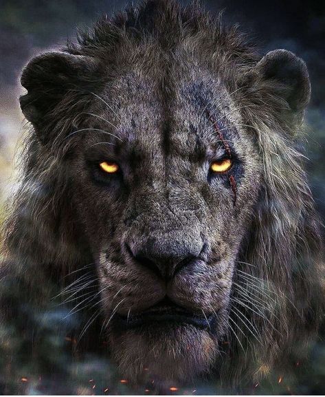 Scar Lion King, Eye Scar, Body Modification Piercings, Wild Eyes, Lion Wallpaper, Disney Princess Modern, Ufc Fighters, Lion Pictures, Eye Tattoo