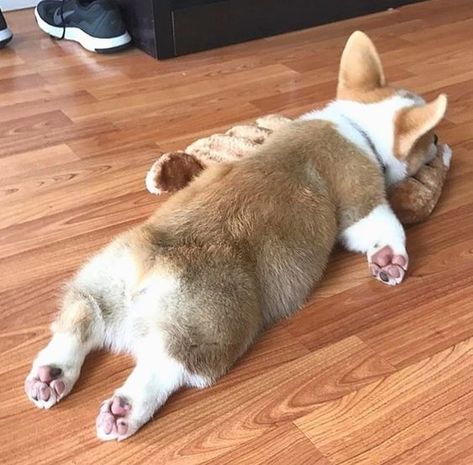 Here’s your guide to what splooting is and which dogs can do it. Corgi Sploot, Welsh Corgi Pembroke, Cute Corgi Puppy, Pembroke Welsh Corgi Puppies, Welsh Corgi Puppies, Corgi Funny, 강아지 그림, Corgi Puppy, Puppy Lover