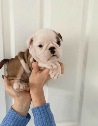 American Bulldog Puppy, British Bulldog Puppies, English Bulldog Puppies For Sale Near Me, Bull Dog Puppies, Baby English Bulldogs, Cuddle Puddle, Montgomery County Maryland, American Bulldog Puppies, Respiratory Disease