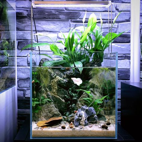 Peace Lily Fish Tank, Aquarium With Plants On Top, Peace Lily Aquarium, Betta Paludarium, Pond Aquarium, Fish Habitat, Aquarium Inspiration, Aquascape Ideas, Small Water Gardens