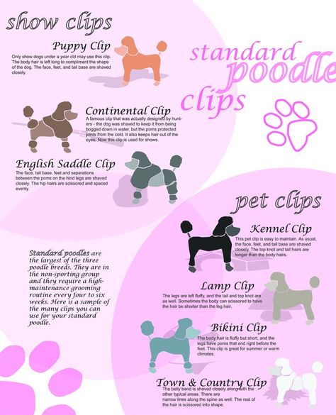 pooooodle clips Pet Grooming Business, Dog Grooming Styles, Grooming Business, Poodle Cuts, Dog Grooming Shop, Groom Card, Dog Grooming Salons, Dog Grooming Tips, Poodle Grooming