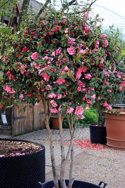 Camellia Japonica Tree, Camelia Tree, Accent Plants, Spring Patio, Camellia Tree, Japanese Camellia, Brick Patterns Patio, Plants In Pots, Playground Flooring