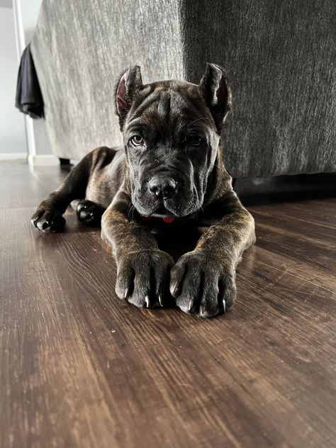 Cane Corso Dog Puppy, Chien Cane Corso, Cane Corso Mastiff, Italian Mastiff, Working Dogs Breeds, Dachshund Breed, Cane Corso Puppies, Cane Corso Dog, Corso Dog