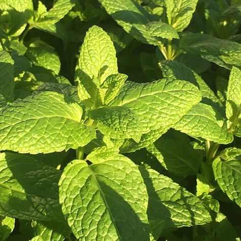 5 of the best-smelling houseplants to make your home smell amazing Mint Herb, Mint Sauce, Mint Plants, Buy Seeds, Terrarium Plants, Gardening Advice, Replant, Herb Seeds, Garden Care