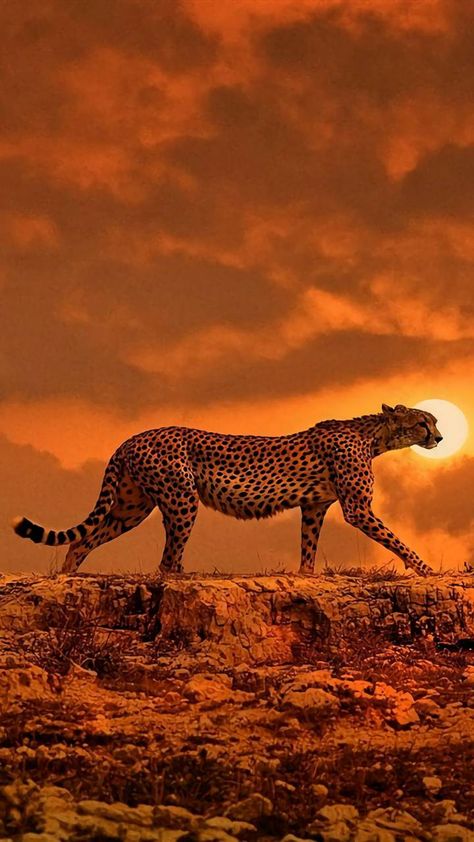 Download Cheetah Wallpaper by Anonymous11DM - 7e - Free on ZEDGE™ now. Browse millions of popular cheetah Wallpapers and Ringtones on Zedge and personalize your phone to suit you. Browse our content now and free your phone Cheetah Wallpaper, Regnul Animal, Airbrush Art, Cheetahs, African Wildlife, African Animals, Sunset Beach, Animal Planet, Nature Animals