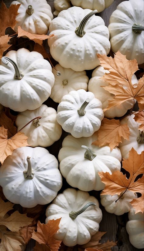 White Thanksgiving Aesthetic, Pumpkin Background Wallpapers, Flower Screensaver, Pumpkins Wallpaper, Carpet Ideas 2023, Pumpkin Background, Pumpkins And Leaves, October Wallpaper, Pumpkin Wallpaper