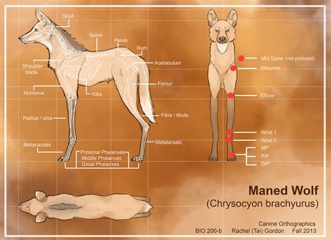 Maned Wolf anatomy Maned Wolf Skeleton, Maned Wolf Drawing Reference, Maned Wolf Anatomy, Maned Wolf Reference, Maned Wolf Drawing, Maned Wolf Art, Wolf Anatomy, Dog Creature, Maned Wolves