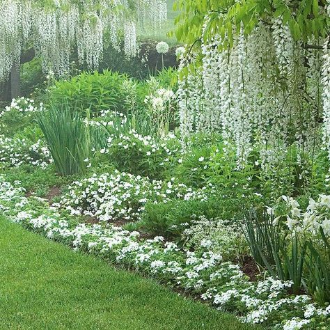 Perennial Border Plants, Small Cottage Garden Ideas, White Flower Farm, Perennial Border, Border Plants, Garden Shrubs, Moon Garden, White Gardens, Garden Cottage