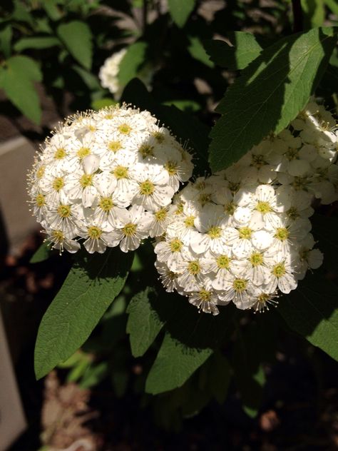 Reeves spirea Reeves Spirea, Special Flowers, Flower Boys, Garden Art, Modest Fashion, Plants, Flowers, Quick Saves, Art