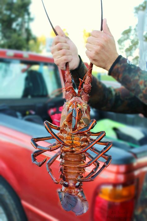 Lobster at Cabrillo Beach California Lobster Photography, Live Lobster, Visit Los Angeles, Red Lobster, Beach California, Paint Schemes, Marine Life, Costume Design, Animal Photography