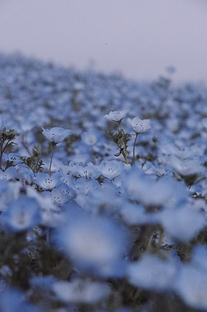 Morning Glory Flowers, Light Blue Flowers, Feeling Blue, Depth Of Field, Love Blue, Morning Glory, Flower Field, Belleza Natural, Blue Aesthetic