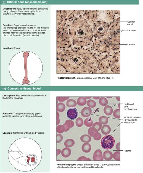 Bone Tissue, Human Tissues Anatomy, Connective Tissue, Anatomy And Physiology Tissues, Histology Epithelial Tissue, Bone Histology, Bone Tissue Histology, Anatomy Education, Tissue Biology