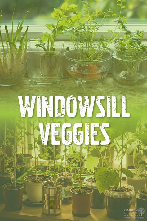 Windowsill gardening is for Window Sill Garden Indoor, Windowsill Plants Indoor, Window Sill Garden, Gardening In Small Spaces, Windowsill Plants, Small Trellis, Regrow Vegetables, Sustainable Homestead, How To Grow Vegetables