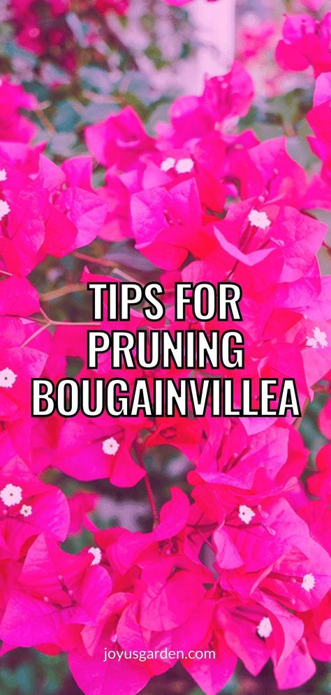 How To Prune Bougainvillea, Boganvilla In Arch, Boganvillia Ideas, How To Train Bougainvillea Trellis, Potted Bougainvillea Ideas, Bougainvillea Landscaping Ideas, Climbing Bougainvillea Trellis, Bougainvillea How To Grow, Bouganvilla Care How To Grow