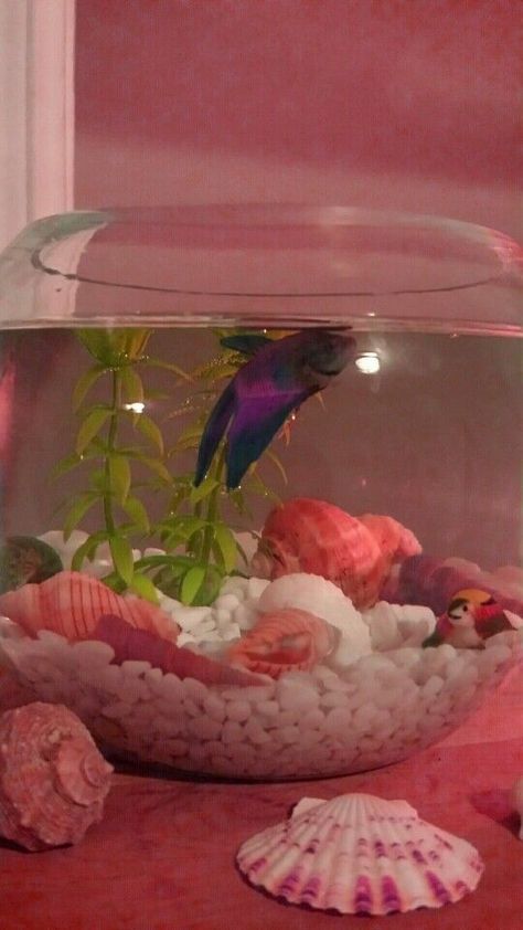 Fish Bowl In Bedroom, Goldfish Bowl Aesthetic, Aesthetic Fish Bowl Ideas, Fish Pet Bowl, Aesthetic Beta Fish Tank, Cute Fish Bowl Ideas, Fish Bowl Aesthetic, Beta Fish Aesthetic, Beta Fish Bowl Ideas