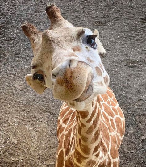 South African Animals, Whatcha Doin, Giraffe Pictures, Cute Giraffe, Super Cute Animals, Friday Humor, Cute Animals Images, Cute Animal Pictures, Cute Creatures