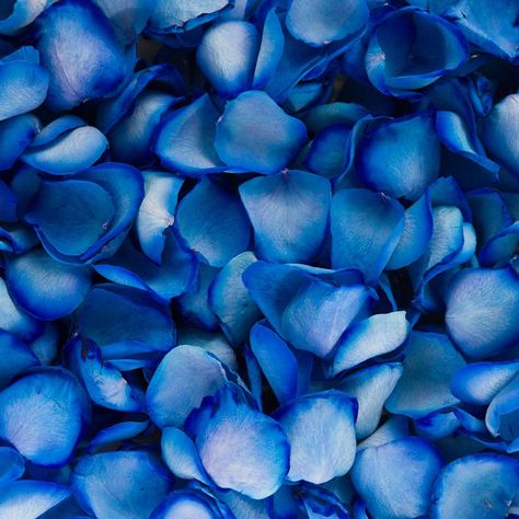 Athena has been married to her childhood sweetheart Jack Napier for 5… #fanfiction #Fanfiction #amreading #books #wattpad Blue Rose Petals, Rose Petal Confetti, Chelsea Blue, Petal Confetti, Dried Rose Petals, Freeze Dried, Blue Rose, Rose Petals, Confetti