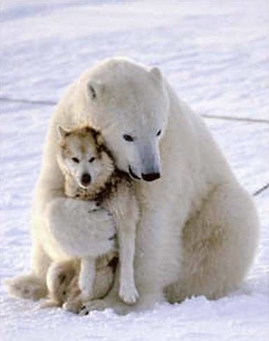 Polar bear hugs husky dog | vimeo.com/282517 | shirster | Flickr Caine Husky, Unusual Animal Friendships, Urs Polar, Animals Friendship, Unusual Animals, Polar Bears, Husky Dogs, Funny Animal Pictures, Dog Memes