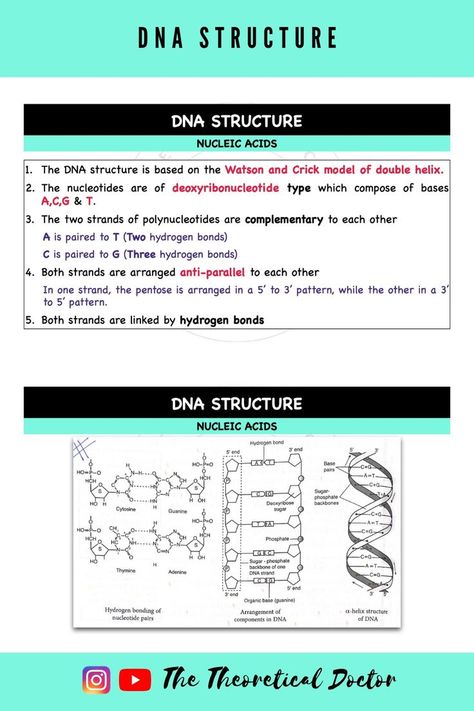 Dna Structure, Nucleic Acid, Double Helix, Biochemistry, Microbiology, Amino Acids, Biology, Science