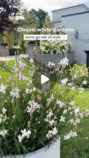 Melanie Rekola | Landscape Designer & Garden Designer on Instagram: "White themed gardens are timeless & forever fashionable!   I’m a huge fan of white in the garden and I love mixing it with other light, pastel hued flowers to give it a “nearly white” look that sparkles and glows in the evening. The evening is when most of us spend time in our gardens anyway so why not make them look their very best at twilight?   White mixes well with almost every other colour, but for a purist all-white garden you must be careful when mixing white flowers: Some white hues can look dirty when placed alongside other pure white tones.   Another benefit of white flowers is , they attract the night shift of pollinators such as moths and beetles. Moths are said to more efficient that daytime pollinators but f Designer Garden, Flowers Furniture, The Night Shift, Landscape Designer, Garden Designer, Instagram White, Light Pollution, White Garden, Spanish House