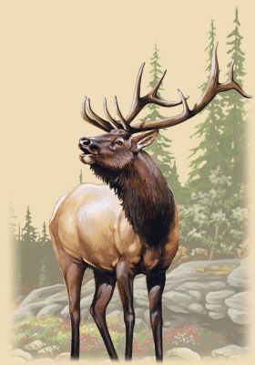 Moose Clipart, Moose Illustration, Elk Pictures, Deer Artwork, Hunting Art, Deer Art, 4 Images, Forest River, Arte Animal