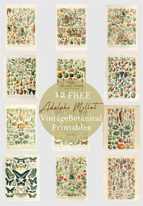 12 Beautifully Illustrated Vintage Botanical Prints Free Botanical Printables, Free Botanical Prints, Botanical Prints Free, Botanical Printables, Adolphe Millot, Animal Shapes, Pretty Printables, Antique Botanical Print, Botanical Illustration Vintage