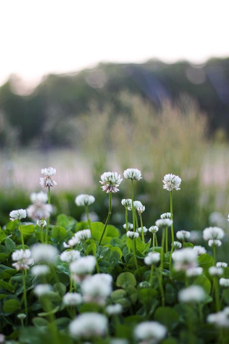 Every 20 years, a bottle is secretly removed from the ground at Michigan State University Red Clover Tea, Clover Lawn, Medicinal Wild Plants, Clover Plant, Nitrogen Fixation, Clover Seed, White Clover, Lucky Plant, Three Leaf Clover