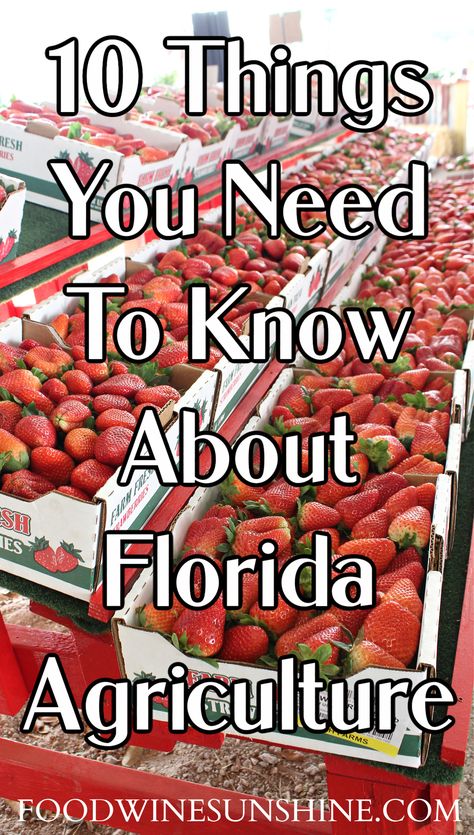 Florida Vegetable Garden, Florida Food Garden, North Florida Gardening Vegetable, Best Veggies To Grow In Florida, Homesteading In Florida, Permaculture Florida, Florida Growing Calendar, Fruit Garden Layout, Panhandle Florida