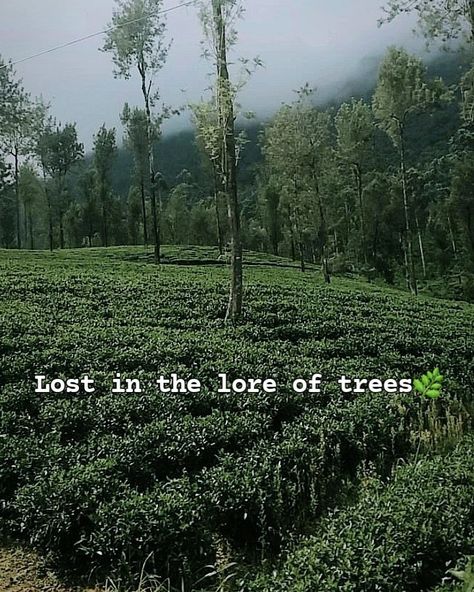 Greenery Captions For Instagram, Caption For Greenery Pictures, Mountain Love Quotes, Trip Story Ideas, Greenery Quotes, Nature Quotes Instagram, Nature Captions, One Word Caption, Nature Photography Quotes