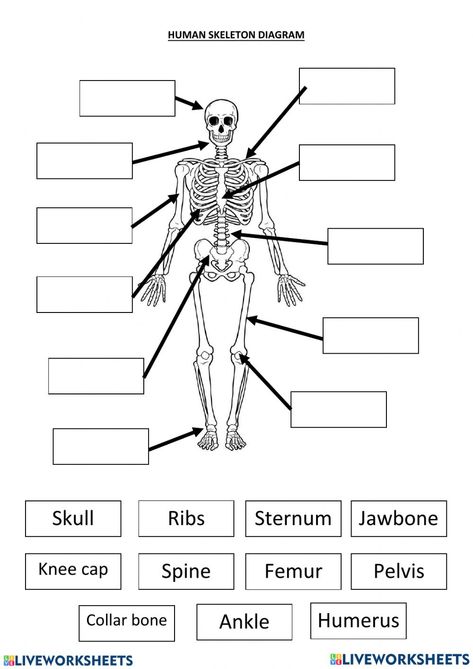 Skeletal System Printable, Science Vocabulary Activities, Skeletal System Activities, Skeletal System Anatomy, Skeletal System Worksheet, Skeletal And Muscular System, Skeleton System, Igcse Biology, Human Body Worksheets