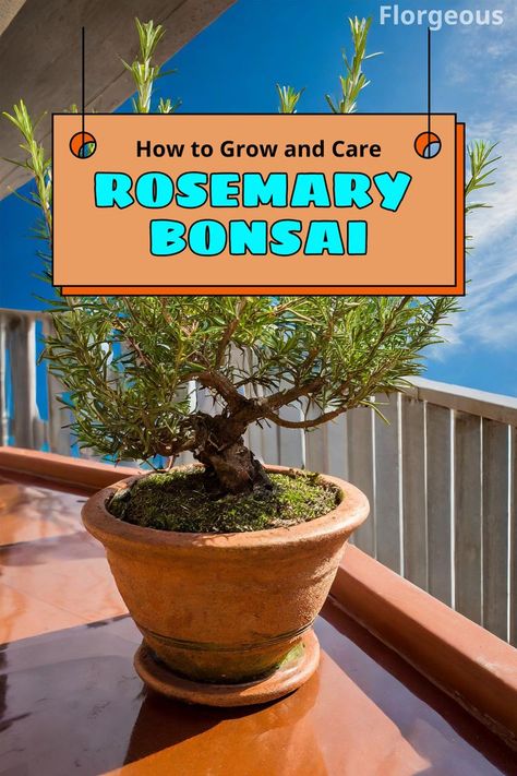 Rosemary Bonsai Grow Rosemary, Outdoor Bonsai Tree, Bonsai Diy, Bonsai Making, Bonsai Pruning, Arizona Gardening, Bonsai Tree Types, Bonsai Care, Bonsai Techniques