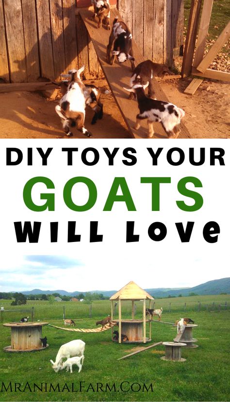 DIY goat toys are super easy and also an inexpensive way to keep your goats busy and happy. Check out these awesome cheap and DIY goat toys for endless hours of entertainment for your herd. #homesteadlife #raisinggoats #homesteadanimals Mini Goat Playground, Goat Blanket Diy, Diy Toys For Goats, Spools For Goats, Goat Pins Diy, Simple Goat Playground, Diy Goat Pens Cheap, Goat Teeter Totter Diy, Things For Goats To Play On