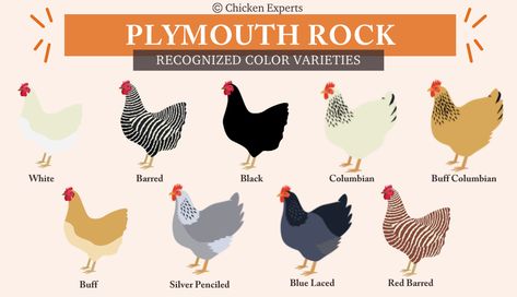 Learn Why You Should Be Adding A Plymouth Rock To Your Flock!😍 - chickenexperts Barred Plymouth Rock Chickens, Barred Plymouth Rock, Chicken Pets, Plymouth Rock Chicken, Chicken Jokes, Backyard Coop, Baby Chicks Raising, Plymouth Rock, Egg Incubator