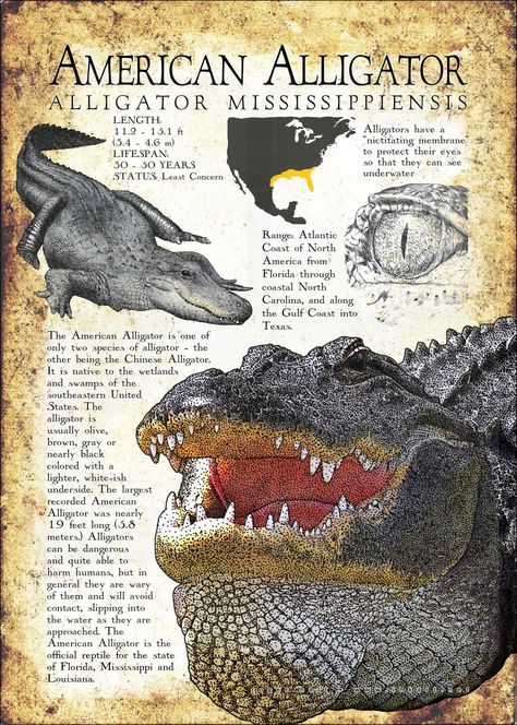 American Alligator Poster Print / Infographic Animal Knowledge, Informative Poster, Alligators Art, American Alligator, Animal Poster, Ark Survival Evolved, Ancient Animals, Animal Study, Nature Posters