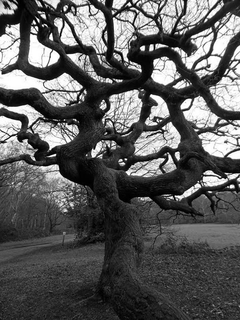 twisted tree Tree Lungs, Twisty Tree, One Dark Window, Dark Trees, Wood Burning Patterns Stencil, Weird Trees, Dark Window, Amazing Trees, Twisted Tree