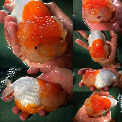 Jumbo Red and white Ranchu Ranchu Fish Tank, Ranchu Goldfish Tank, Chubby Goldfish, Ranchu Fish, Oranda Goldfish, Terrarium Tank, Pet Goldfish, Fancy Goldfish, Goldfish Tank