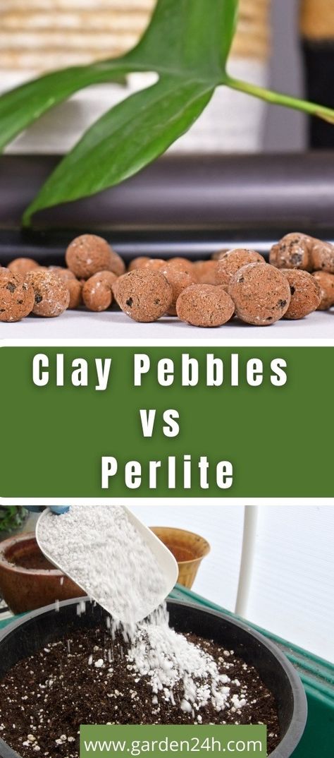 Clay Pebbles For Plants, Be Vulnerable, Hydroponics System, Propagating Plants, Garden Boxes, Healthy Environment, Plant Roots, Healthy Plants, Outdoor Plants