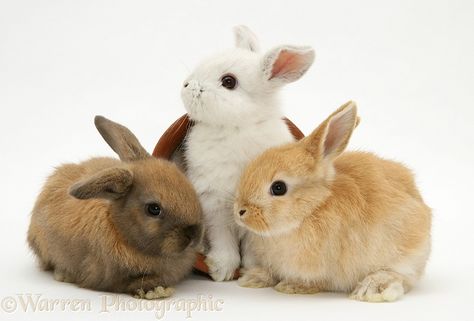 Photograph of Three baby rabbits and flowerpot. Rights managed white background image. Rabbit Standing, Three Bunnies, Mini Lop Rabbit, Baby Rabbits, Lop Rabbit, All About Rabbits, Fluffy Rabbit, Flower Background Images, Spring Animals