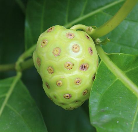 Nature's Sunshine - Healthy Living Blog – Chances are, you wouldn’t recognize a noni fruit if you came across one in a grocery store, but healthy noni juice is making a splash. Noni is an evergreen that grows among lava flows, so it’s prevalent in places like Southeast Asia, India and the Pacific Islands. Historically, the noni was used to create yellow or red... #jointhealth #noni #nonijuice Frontrow Products, List Of Superfoods, Natural Remedies For Constipation, Noni Juice, Noni Fruit, Lower Ldl Cholesterol, Detox Your Liver, Immune Booster, Food Supplements