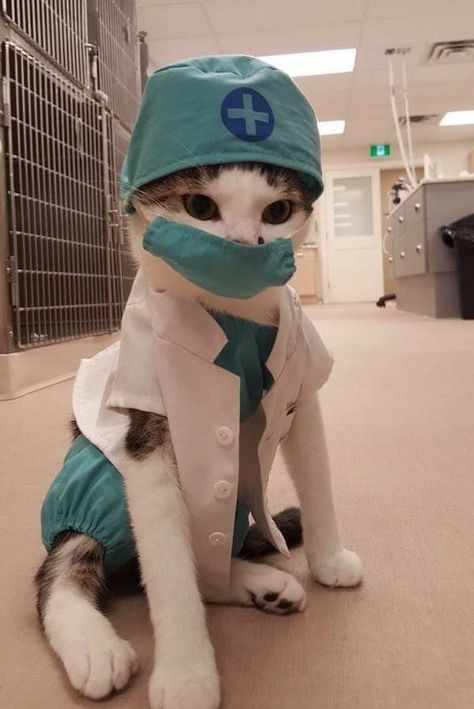 A Doctor, A Cat, Kitty, Memes, Funny