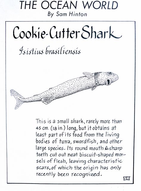 Cookie-Cutter Shark (Isistius brasiliensis) Shark Information Poster, Shark Posters, Facts About Sharks, Shark Information, Oceanography Marine Biology, Shark Poster, Shark Books, Types Of Sharks, Shark Facts