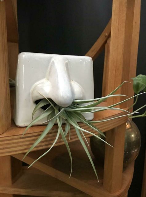 This Weird Ceramic Tissue Holder Makes A Much Better Air Plant Display I Think! Plants Inside Home Decor, Houseplants Decor, Clay Plant Pots, Plant Display Ideas, Indoor Greenhouse, Air Plant Display, Plant Display, House Plants Decor, Air Plant Holder