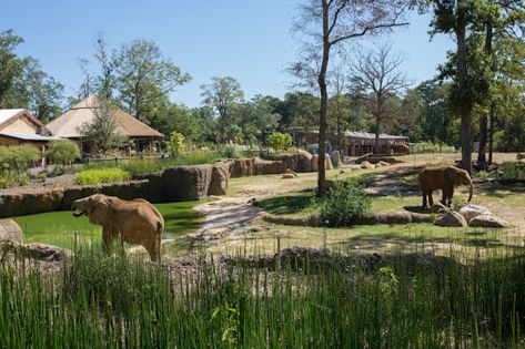 Elephant Zoo Exhibit, Planet Zoo Elephant Habitat, Zoo Exhibit Design, Elephant Enclosure, Zoo Exhibit, Elephant Habitat, Zoo Boo, Elephant Zoo, Animal Enclosures