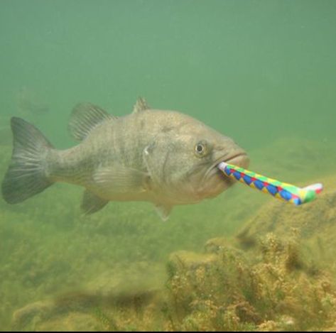 Happy birthday fishermen!                                                                                                                                                                                 More Happy Birthday Fishing Man, Happy Birthday Fishing Quotes, Happy Birthday Fishing Funny, Happy Birthday Fisherman, Happy Birthday Fish, Happy Celebrations, Happy Birthday Fishing, Birthday Cake Greetings, Happy Birthday Nephew