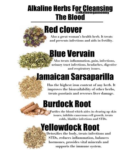 Blood Purifying Herbs, Medicinal Herbs Remedies, Herbs For Protection, Herbal Education, Feminine Spirituality, Herbal Remedies Recipes, Skin Tea, Medical Herbs, Burdock Root