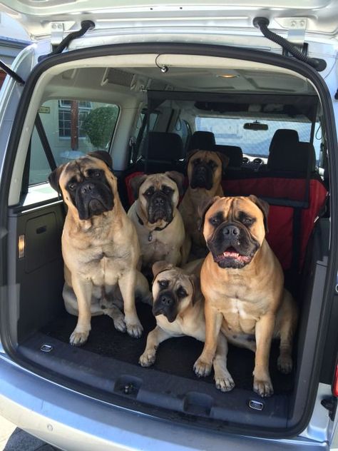 Roadtrip for this family of handsome Mastiffs Bull Mastiff Dogs, Pet Anime, Mastiff Breeds, Dog Valentine, Giant Dog Breeds, Mastiff Puppies, Huge Dogs, Mastiff Dogs, Giant Dogs