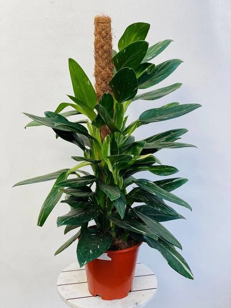 Monstera Standleyana, Plant Care, Indoor Plants, Soil, Plants, Water